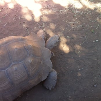 Wildlife Learning Center - Tortoise so close that you can pet it! - Zoos Near Me - Sylmar, California Wildlife Learning Center - Tortoise so close that you can pet it! - Zoos Near Me - Sylmar, California