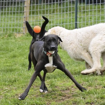 Double Dog Ranch - Pet Boarding Near Me Double Dog Ranch - Pet Boarding Near Me