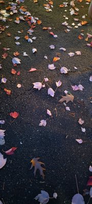 Postdoc Brewing Redmond by null