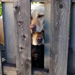 The Fort Apartment - And who doesn't want these three boys saying "hello" through the fence when you come home?