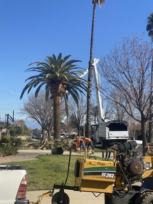 Residential and Commercial Services - Our staff is very professional from the moment that we arrive until we leave your property first it starts with a conversation of how you like the trees once we’re done we do a walk around to make sure that everything is at your satisfaction. Residential and Commercial Services - Our staff is very professional from the moment that we arrive until we leave your property first it starts with a conversation of how you like the trees once we’re done we do a walk around to make sure that everything is at your satisfaction.