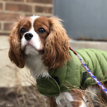 Urban Tailz - Waffles! - Pet Sitting Near Me - Chicago, Illinois Urban Tailz - Waffles! - Pet Sitting Near Me - Chicago, Illinois