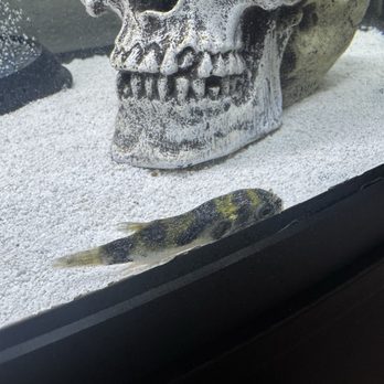 Ro Aquatics and Exotics - Amazon puffer with ich - Aquariums Near Me - Memphis, Tennessee Ro Aquatics and Exotics - Amazon puffer with ich - Aquariums Near Me - Memphis, Tennessee