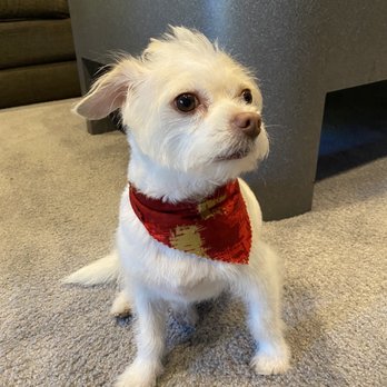 Sunny Paws Plus - Pet Groomers Near Me - Carmichael, California Sunny Paws Plus - Pet Groomers Near Me - Carmichael, California