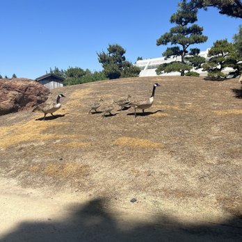 The Japanese Garden - The duck family - Botanical Gardens Near Me - Van Nuys, California
