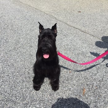 dawg gon mobile grooming