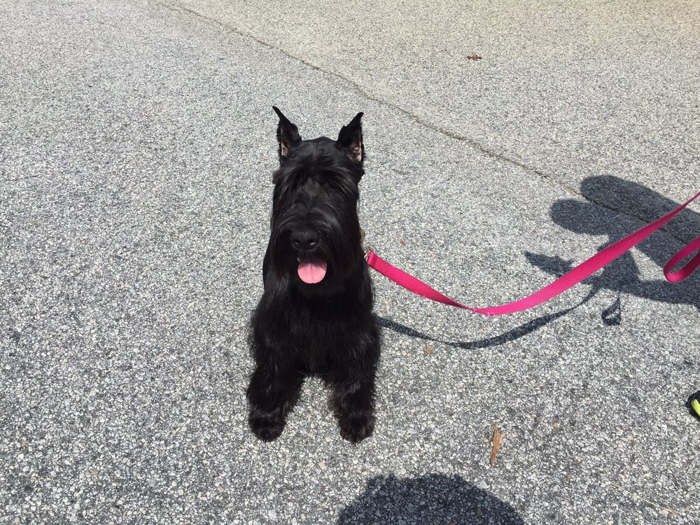 BEST DAWG GONE GROOMING Updated September 2024 270 Glynn St N