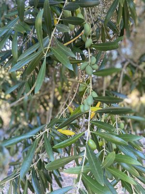 Matanzas Creek Winery by null