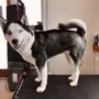 Pampered Dog Grooming & Boarding