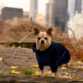 NYC Pet Pawtographer - Milo, by Carmen in NYC - Pet Photography Near Me NYC Pet Pawtographer - Milo, by Carmen in NYC - Pet Photography Near Me