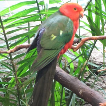 Prospect Park Zoo - Australian King Parrot - Zoos Near Me - Brooklyn, New York Prospect Park Zoo - Australian King Parrot - Zoos Near Me - Brooklyn, New York