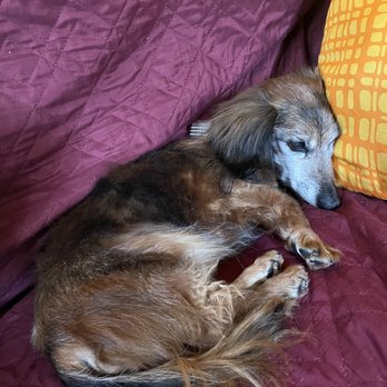 At Home, At Rest Pet Euthanasia - Veterinarians Near Me - San Jose, California At Home, At Rest Pet Euthanasia - Veterinarians Near Me - San Jose, California