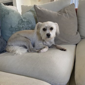 Pup N Suds Mobile Grooming - After her haircut! - Pet Groomers Near Me