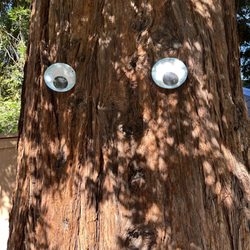 Big redwood friend