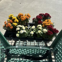 Getting some mums