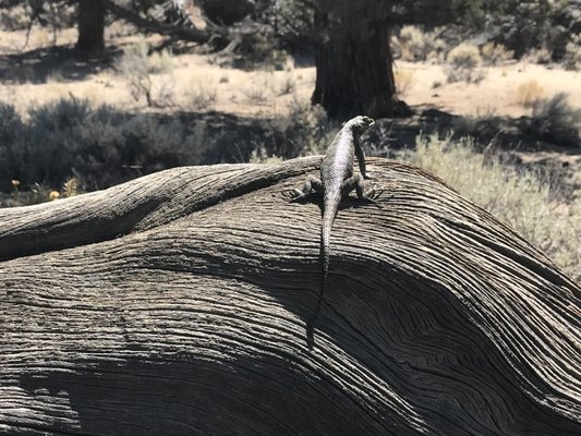 Oregon Badlands Wilderness by null