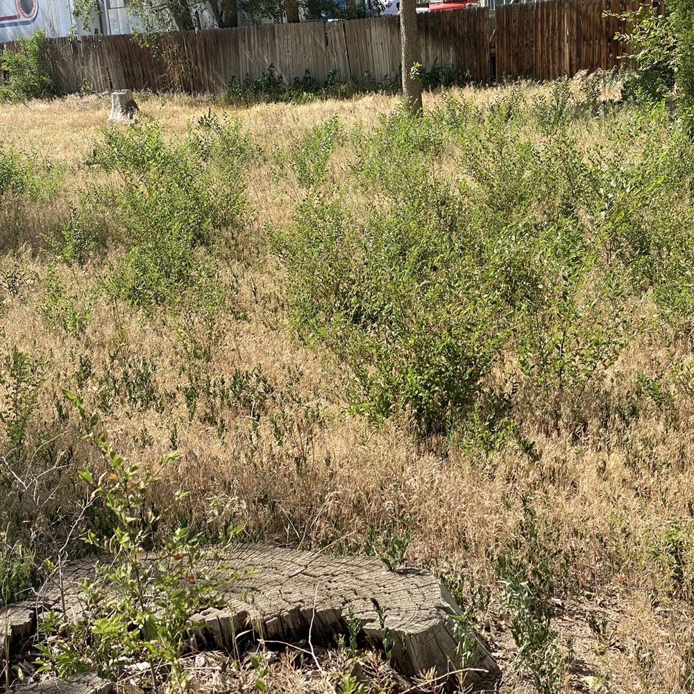 Denver Pet Cemetery and Crematory - This is the cemetery where my dog is buried. June 2020 - Pet Cremation Services Near Me - Denver, Colorado Denver Pet Cemetery and Crematory - This is the cemetery where my dog is buried. June 2020 - Pet Cremation Services Near Me - Denver, Colorado