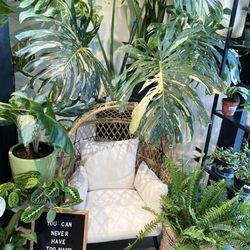 Riza Plants - $3k for this beauty