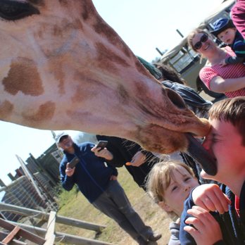 B Bryan Preserve - Great big slobbery giraffe kiss - Tours Near Me - Point Arena, California