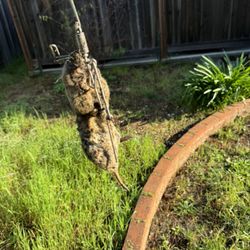 Hectors Gopher Control