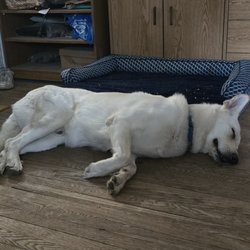 PetOne Veterinary, Rockville Centre Hospital - Thor is resting now