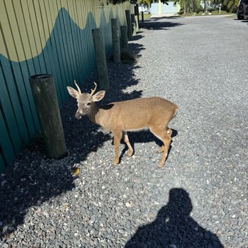 No Name Pub - Little buck - American Near Me - Big Pine Key, Florida No Name Pub - Little buck - American Near Me - Big Pine Key, Florida