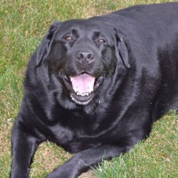 Paws Across West Michigan - Niko enjoying the day!