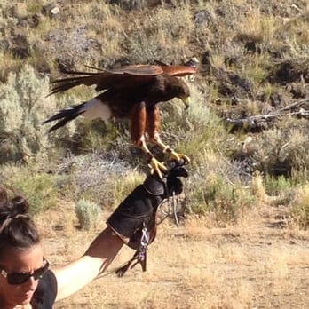 Animal Ark - Hawk during the raptor and cheetah run - Zoos Near Me - Reno, Nevada Animal Ark - Hawk during the raptor and cheetah run - Zoos Near Me - Reno, Nevada