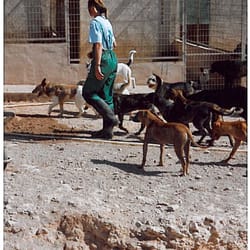 Tierhilfe Fuerteventura e.V. - Frau Stüven bei der Arbeit.