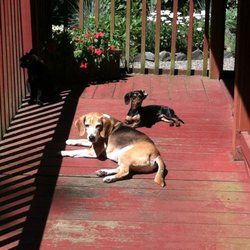 Bayside Animal Lodge