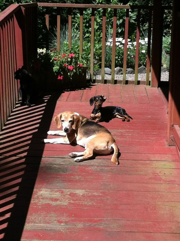 Bayside Animal Lodge - pet boarding facility in Gig Harbor, WA