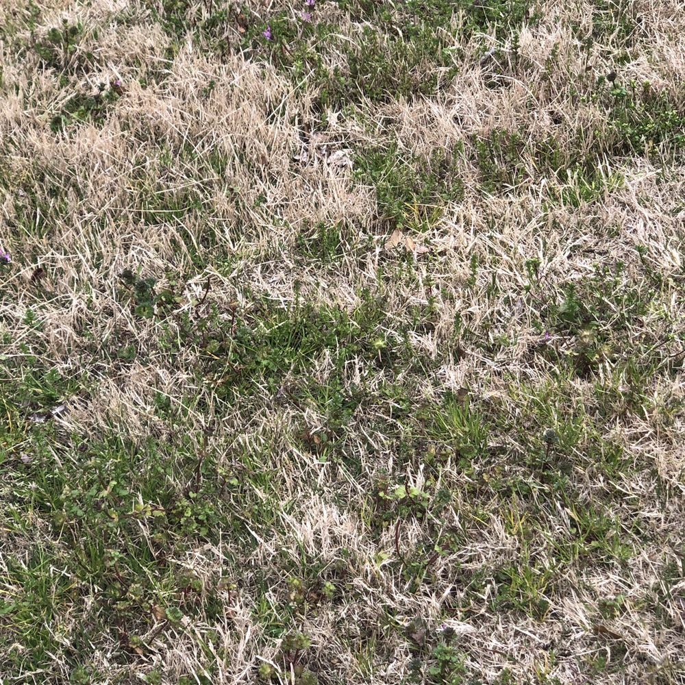 King Green - Grassy weeds. - Tree Services Near Me - Gainesville, Georgia King Green - Grassy weeds. - Tree Services Near Me - Gainesville, Georgia