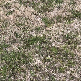 King Green - Grassy weeds. - Tree Services Near Me - Gainesville, Georgia King Green - Grassy weeds. - Tree Services Near Me - Gainesville, Georgia