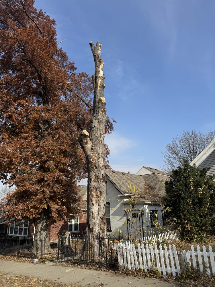 Coreas Tree Service - tree service in Kansas City, MO