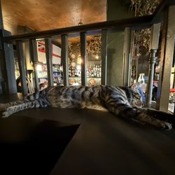 Holy Tavern - The cat loves it here as well