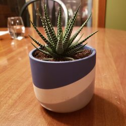The Plant Shack - The succulent was $4 and the cute pot was $8. I love this store!