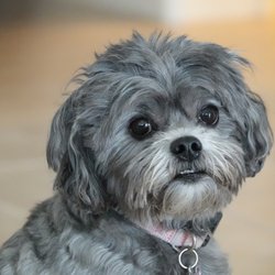 Doggedly Devoted