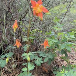 Lava Island Day Use Area - Flora
