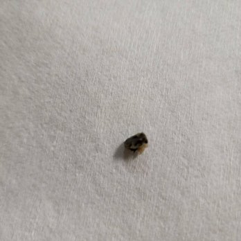 Pho Viet Number one - Hard piece of plastic or metal in eggroll - health hazard and disgusting - Vietnamese Near Me - Norcross, Georgia Pho Viet Number one - Hard piece of plastic or metal in eggroll - health hazard and disgusting - Vietnamese Near Me - Norcross, Georgia