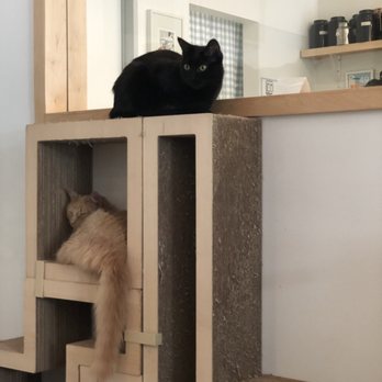 KitTea - Pet Adoption Near Me - San Francisco, California