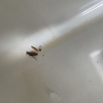 Quality Inn - Dead bug and ooze inside fridge - Hotels Near Me - Glasgow, Kentucky Quality Inn - Dead bug and ooze inside fridge - Hotels Near Me - Glasgow, Kentucky