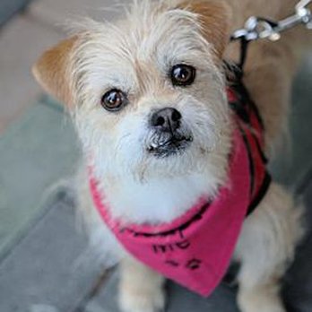 New Beginnings for Animals - Pet Adoption Near Me - Mission Viejo, California New Beginnings for Animals - Pet Adoption Near Me - Mission Viejo, California