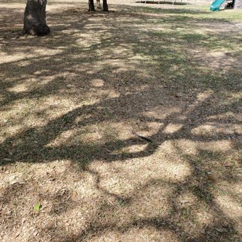 The Lawn Dude - a park with a bench and a tree - Tree Services Near Me - Killeen, Texas