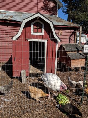 Meadowbrook farm christmas trees wappingers falls