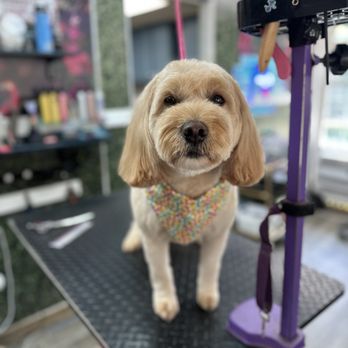 A Cut Above Pet Salon - Cute puppy picture overload - Pet Groomers Near Me - Fort Wayne, Indiana A Cut Above Pet Salon - Cute puppy picture overload - Pet Groomers Near Me - Fort Wayne, Indiana