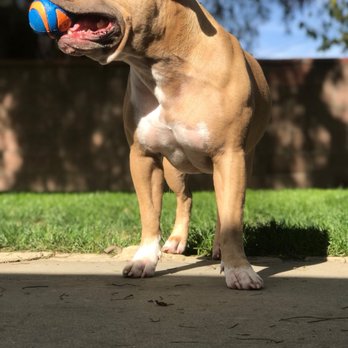 Pet's Eye View - Pet Services Near Me