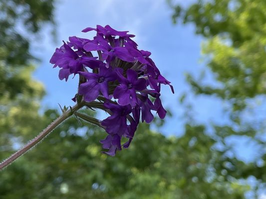 The State Botanical Garden of Georgia by null