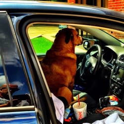 Airline Animal Hospital - Not wanting to leave the car.