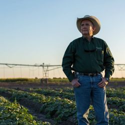 Dixondale Farms - Bruce Frasier in a young patch of Carrizo Cantaloupes