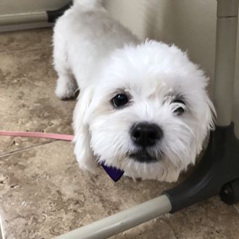 Pawfect Peticures - Pet Groomers Near Me Pawfect Peticures - Pet Groomers Near Me
